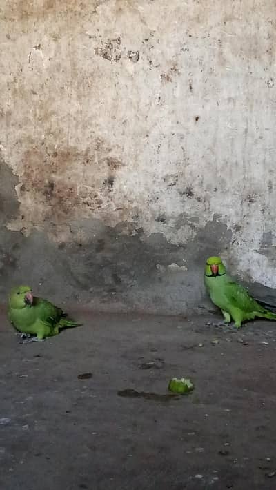 Ringneck pair