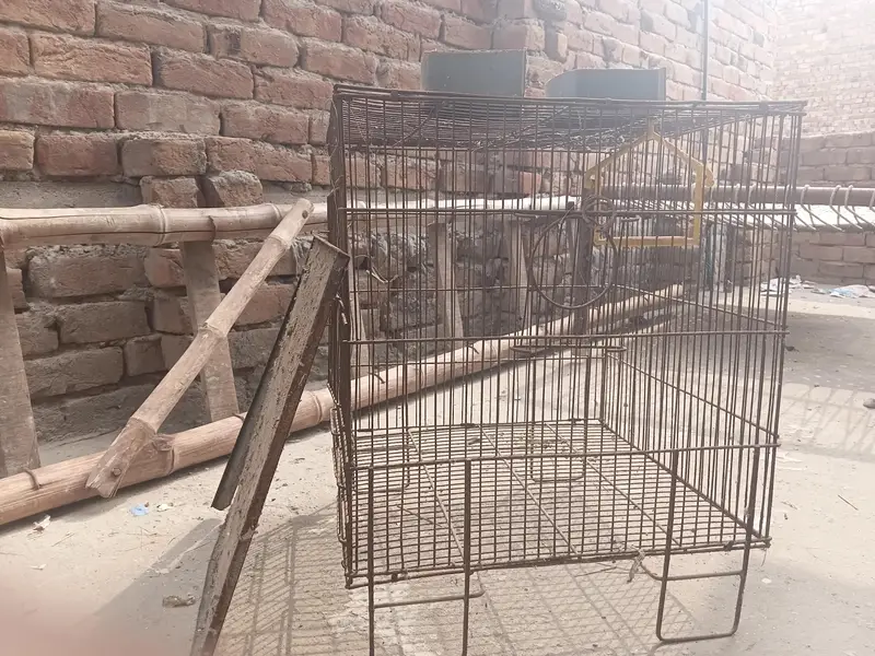 cage in best price