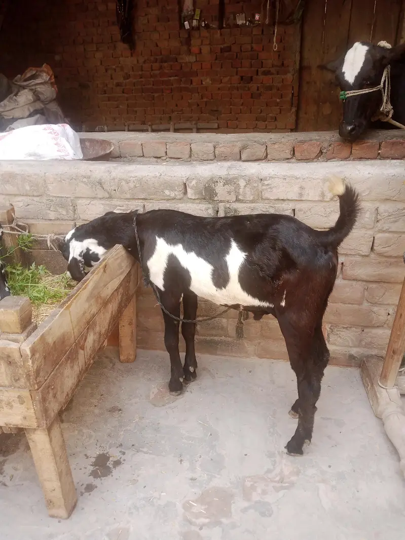 pair for sale mashallah ful active — photo 2