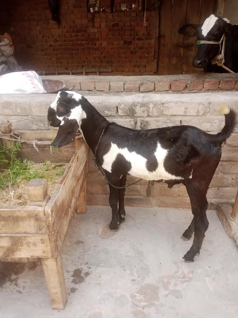 pair for sale mashallah ful active — photo 3