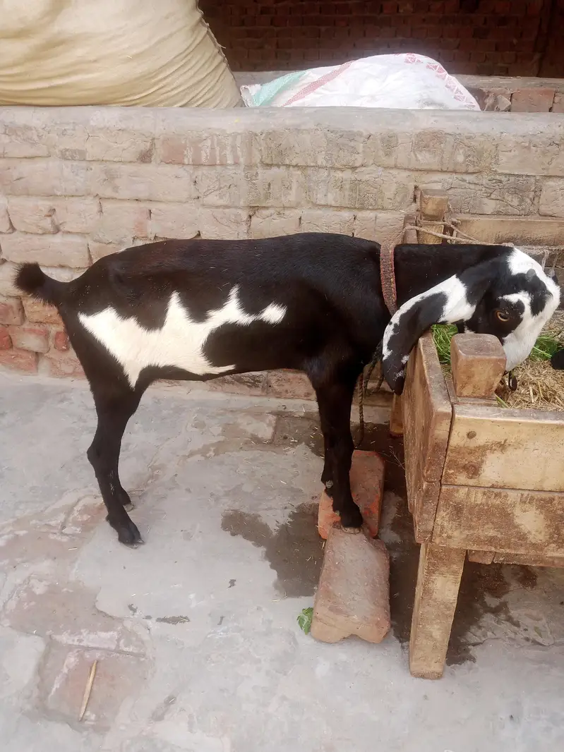 pair for sale mashallah ful active — photo 4