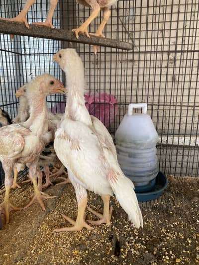 White o shamo chiks top quality chiks