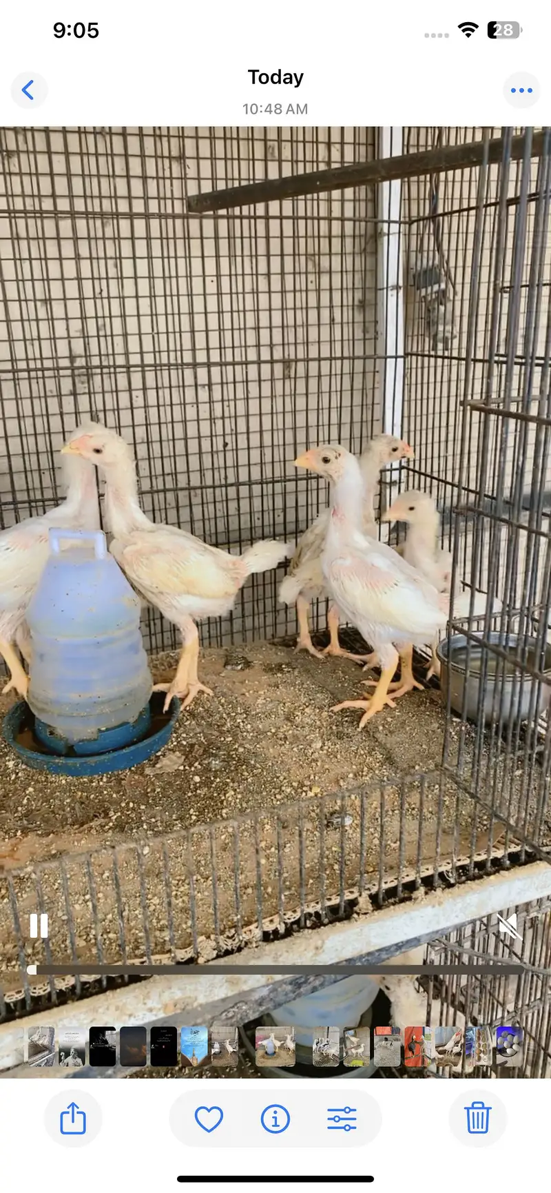 White o shamo chiks top quality chiks — photo 2