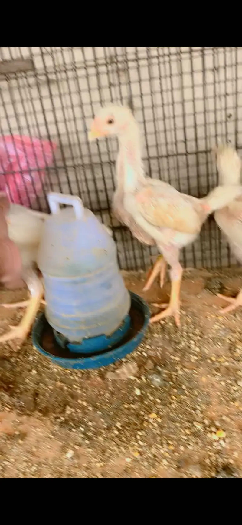 White o shamo chiks top quality chiks — photo 3