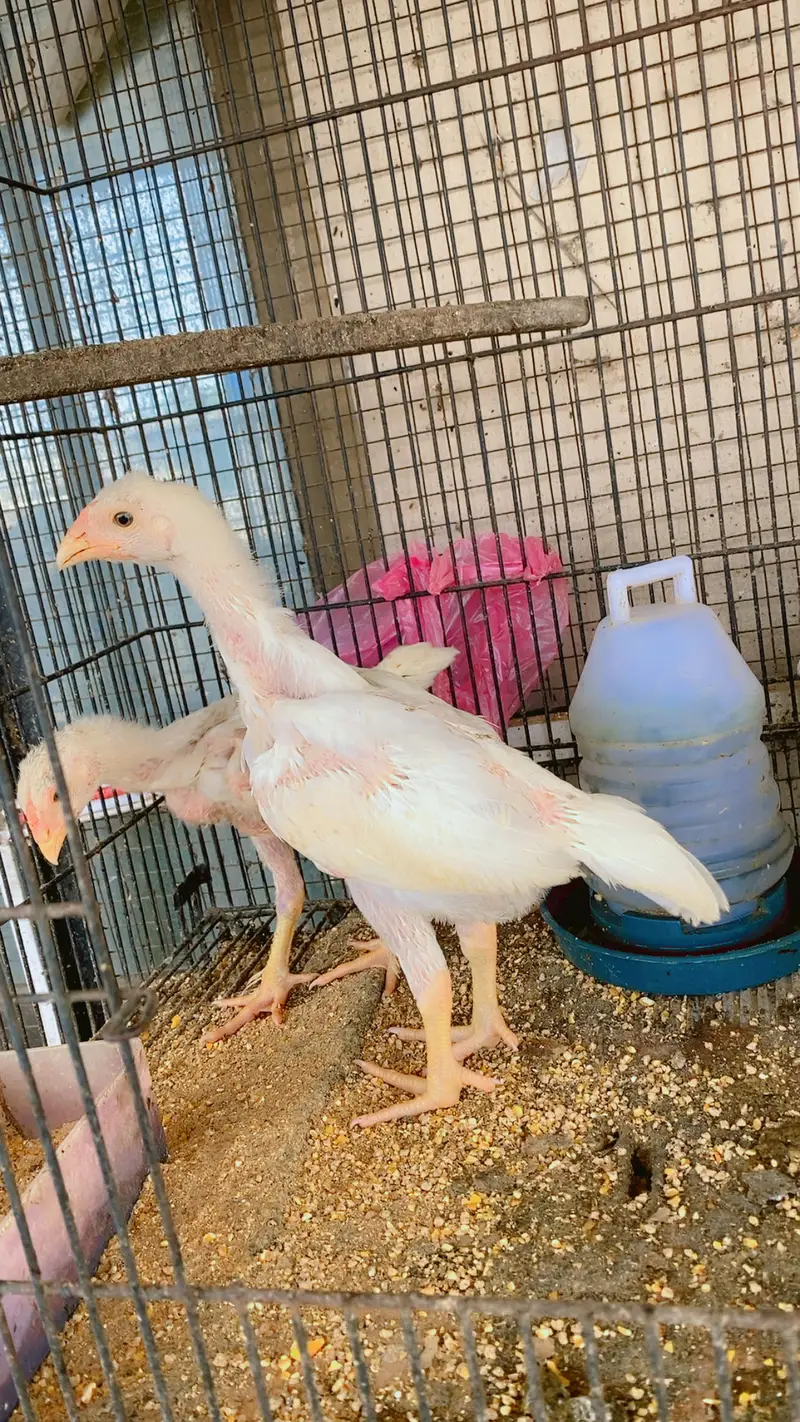 White o shamo chiks top quality chiks — photo 4