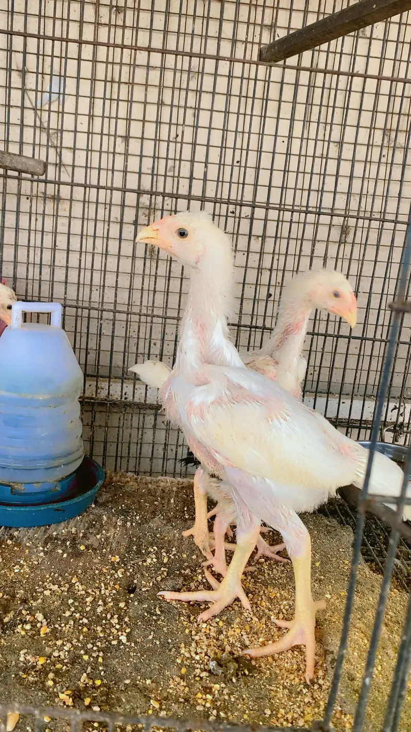 White o shamo chiks top quality chiks — photo 5