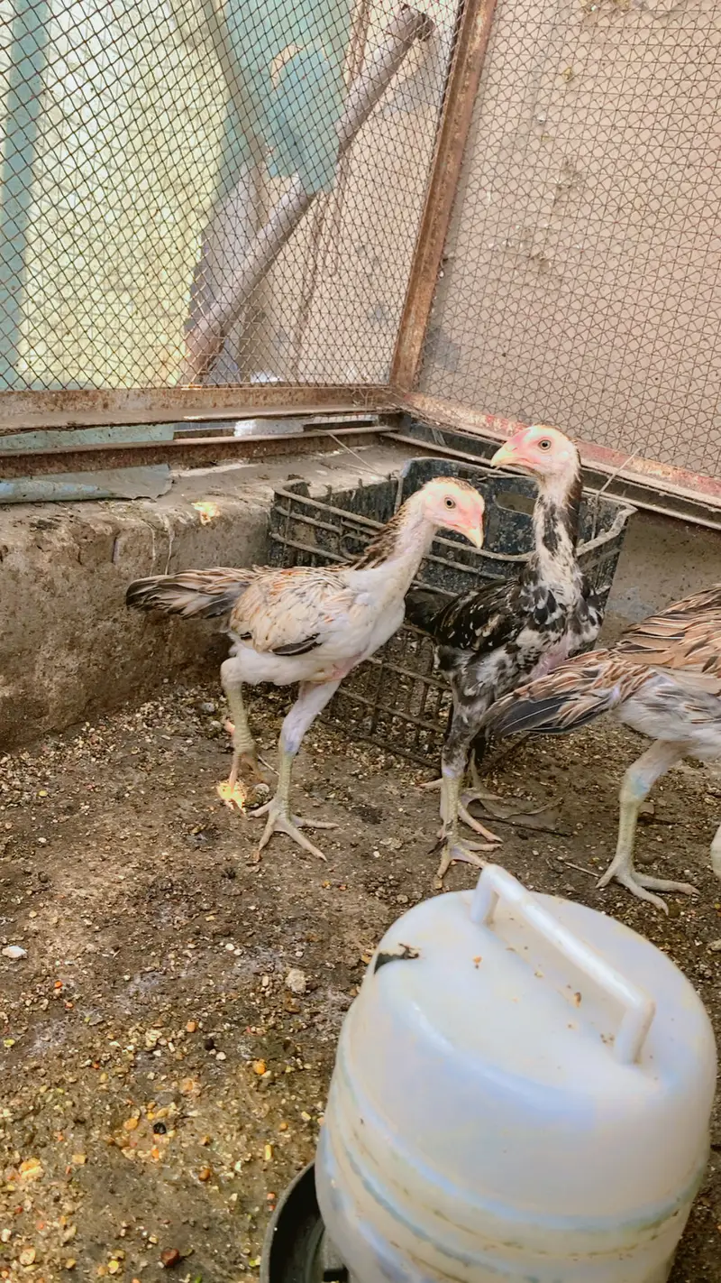 White o shamo chiks top quality chiks — photo 6