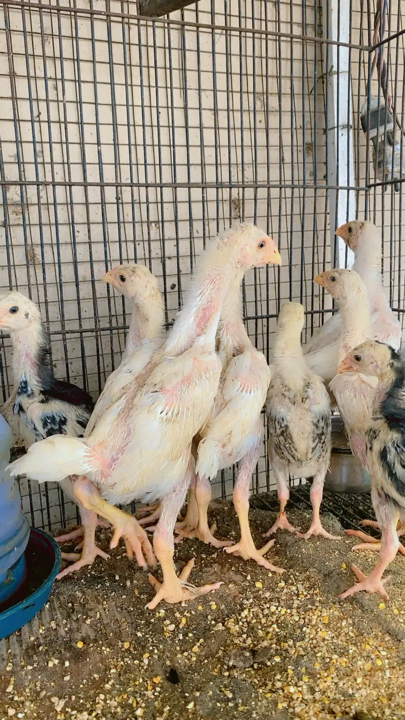 White o shamo chiks top quality chiks — photo 7