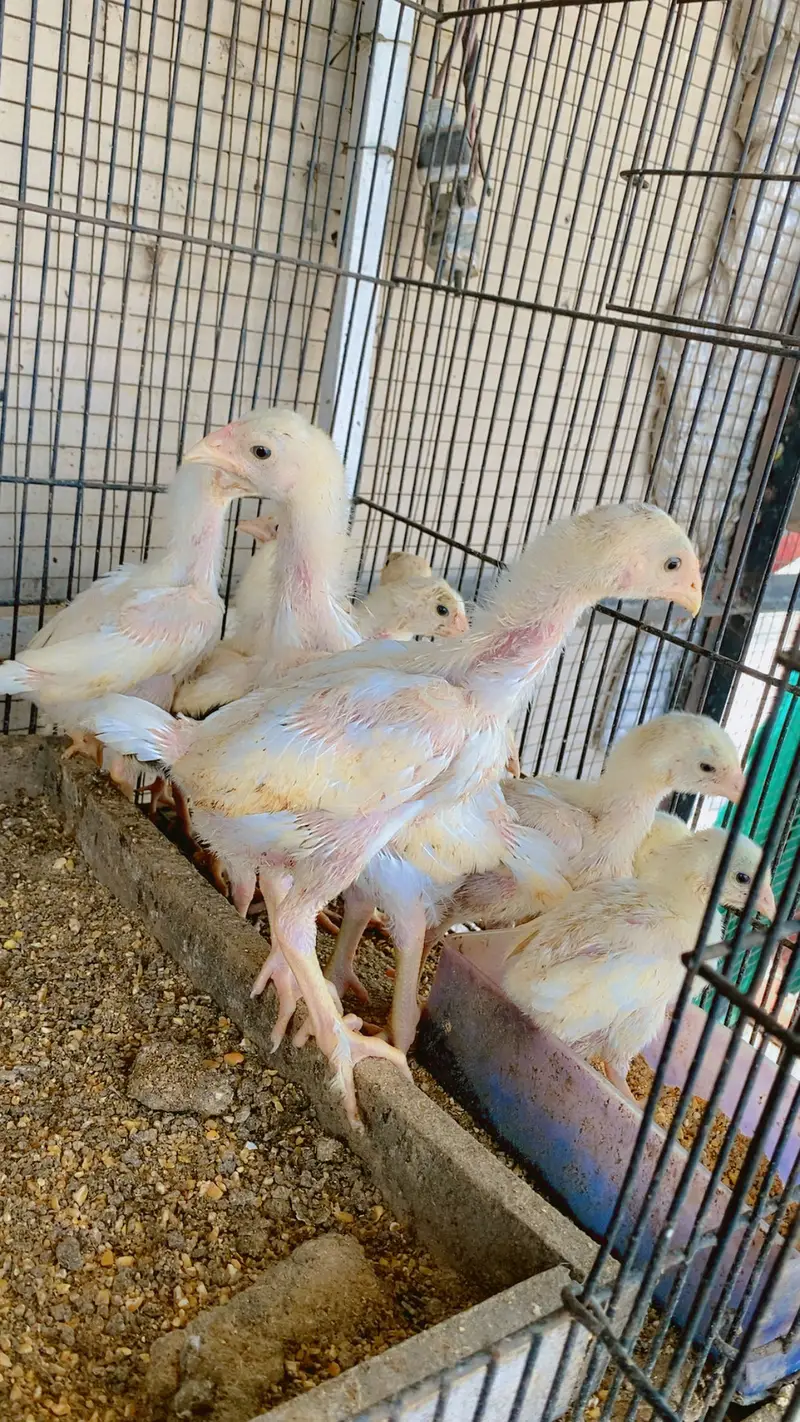 White o shamo chiks top quality chiks — photo 8