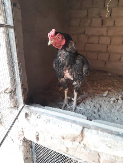 top quality aseel breeder