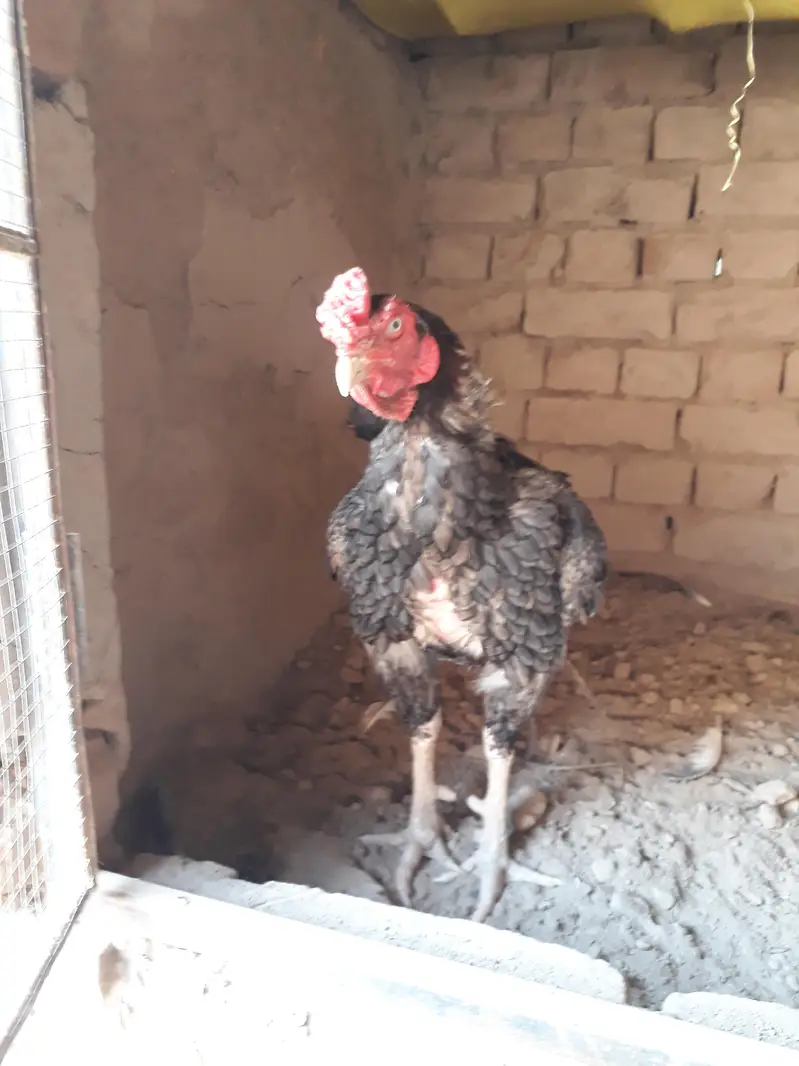 top quality aseel breeder — photo 2
