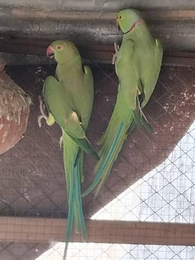 Green Parrots