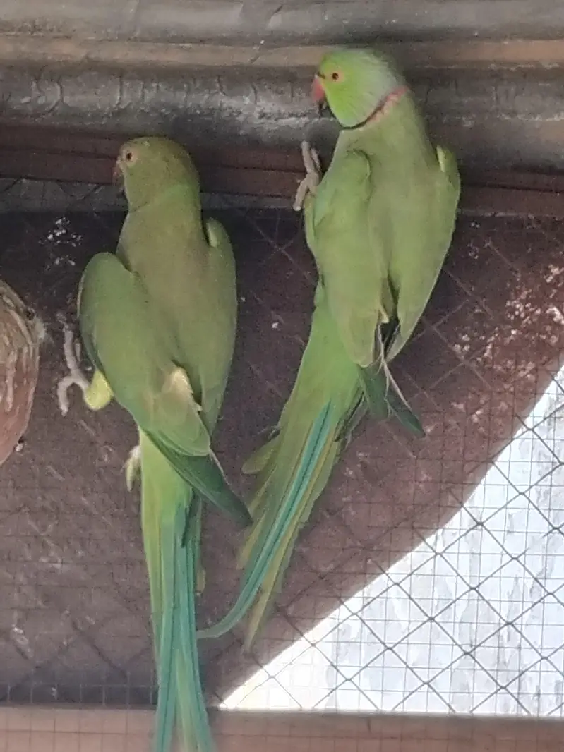 Green Parrots — photo 2