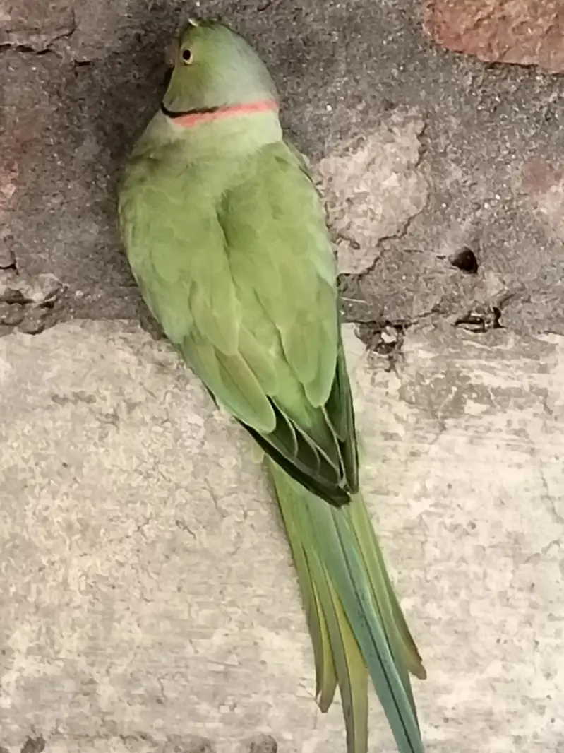 Green Parrots — photo 3
