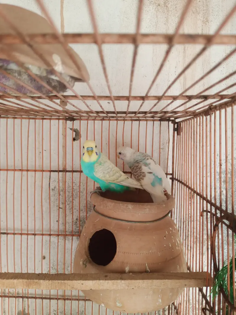 Australian Parrat Breader 3 pair for sale — photo 2