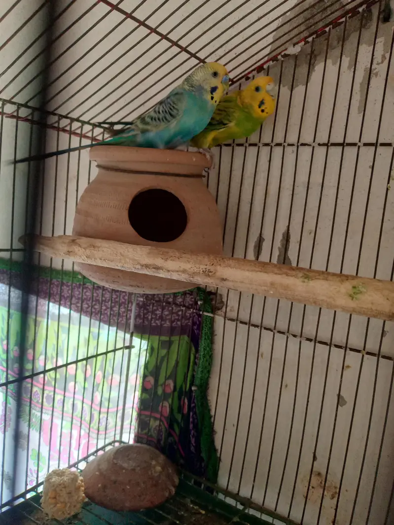 Australian Parrat Breader 3 pair for sale — photo 3