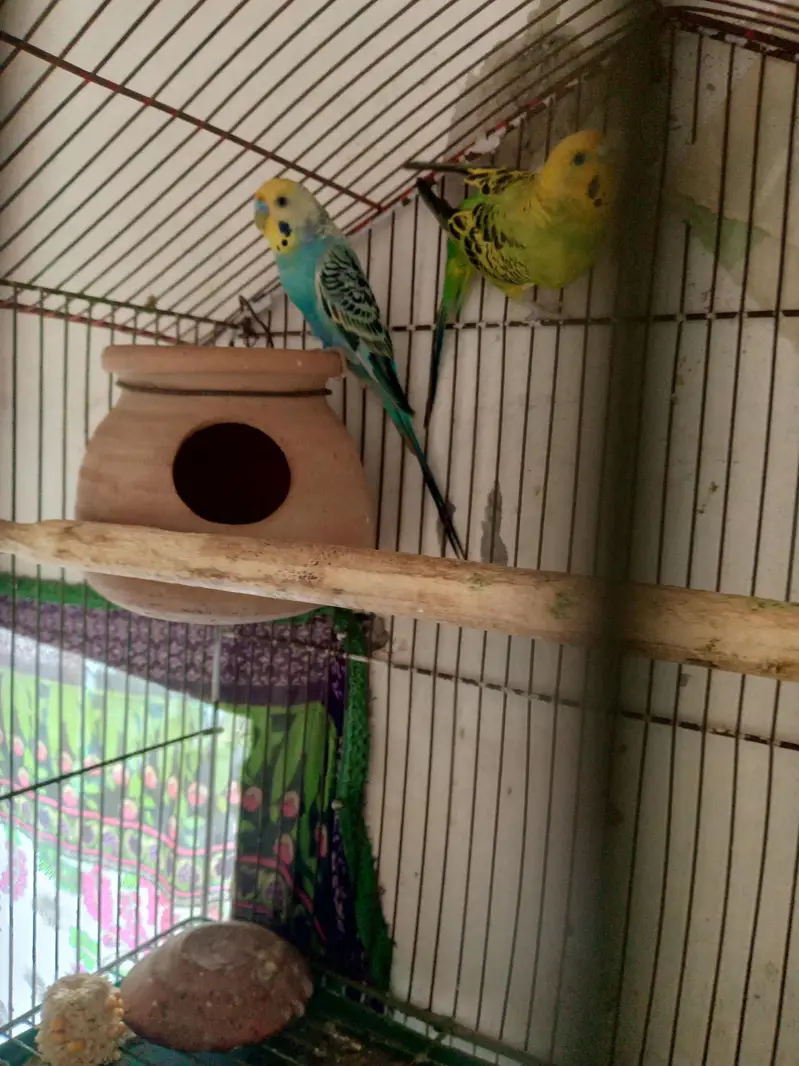 Australian Parrat Breader 3 pair for sale — photo 4