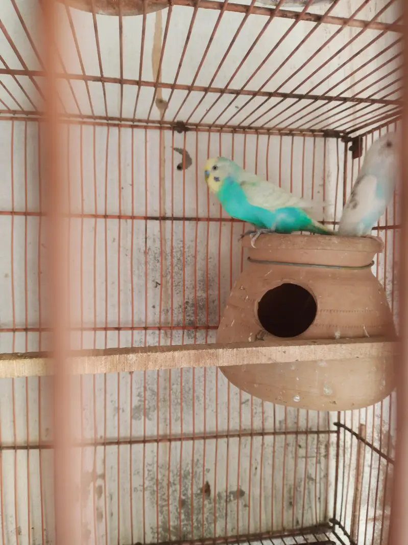 Australian Parrat Breader 3 pair for sale — photo 5