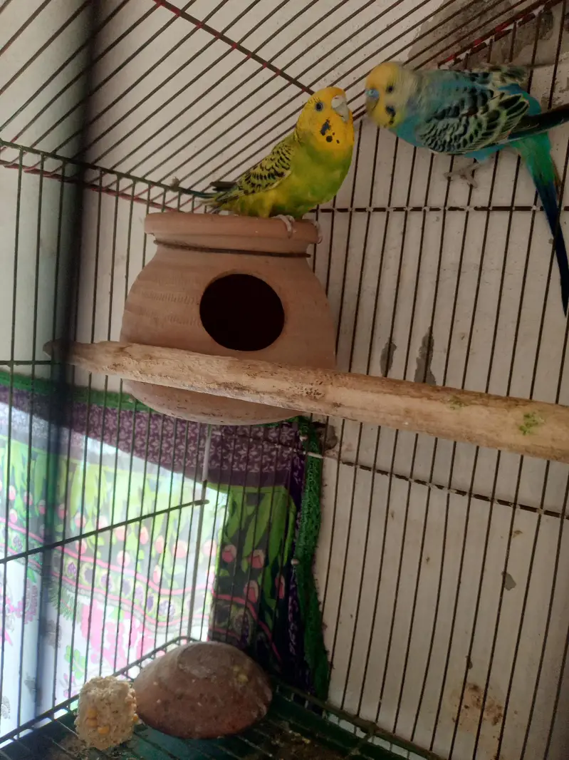 Australian Parrat Breader 3 pair for sale — photo 6