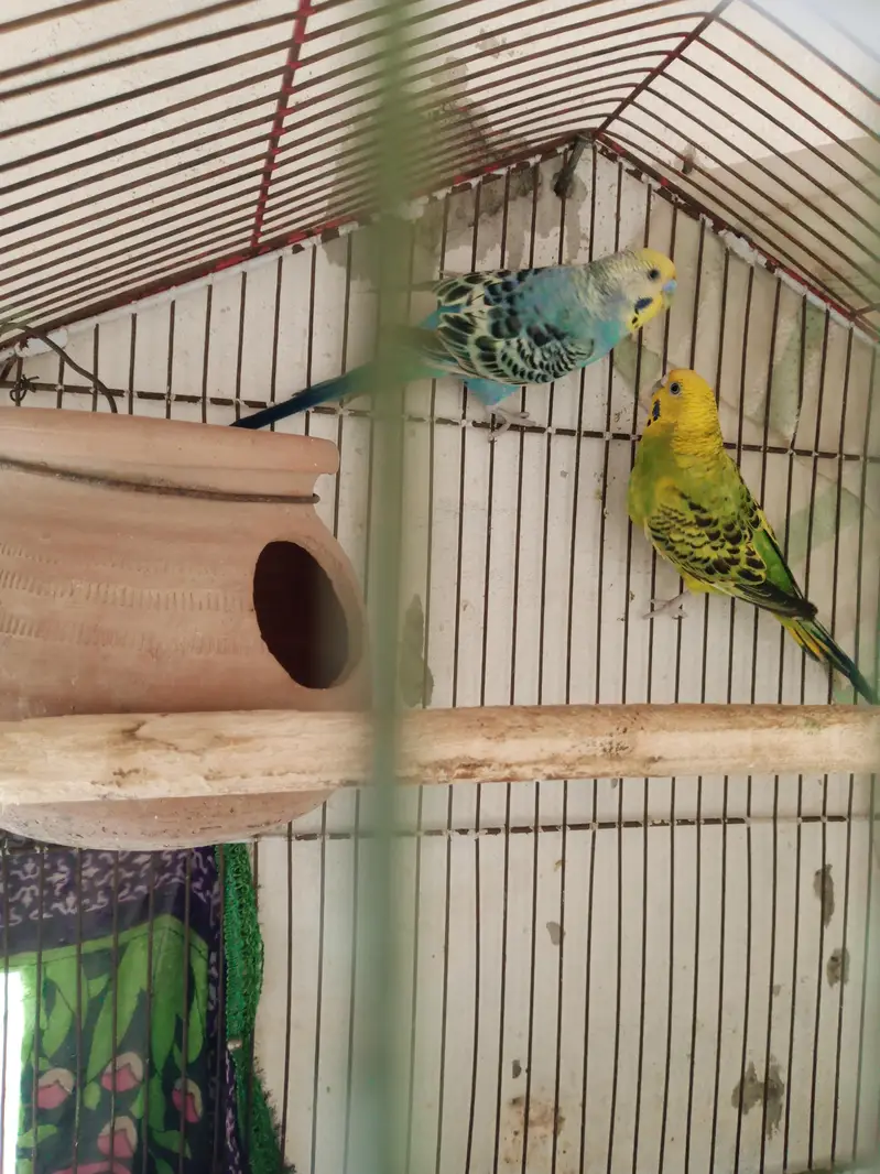 Australian Parrat Breader 3 pair for sale — photo 7