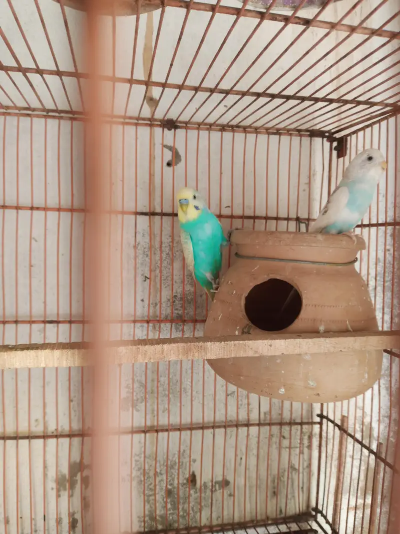 Australian Parrat Breader 3 pair for sale — photo 8