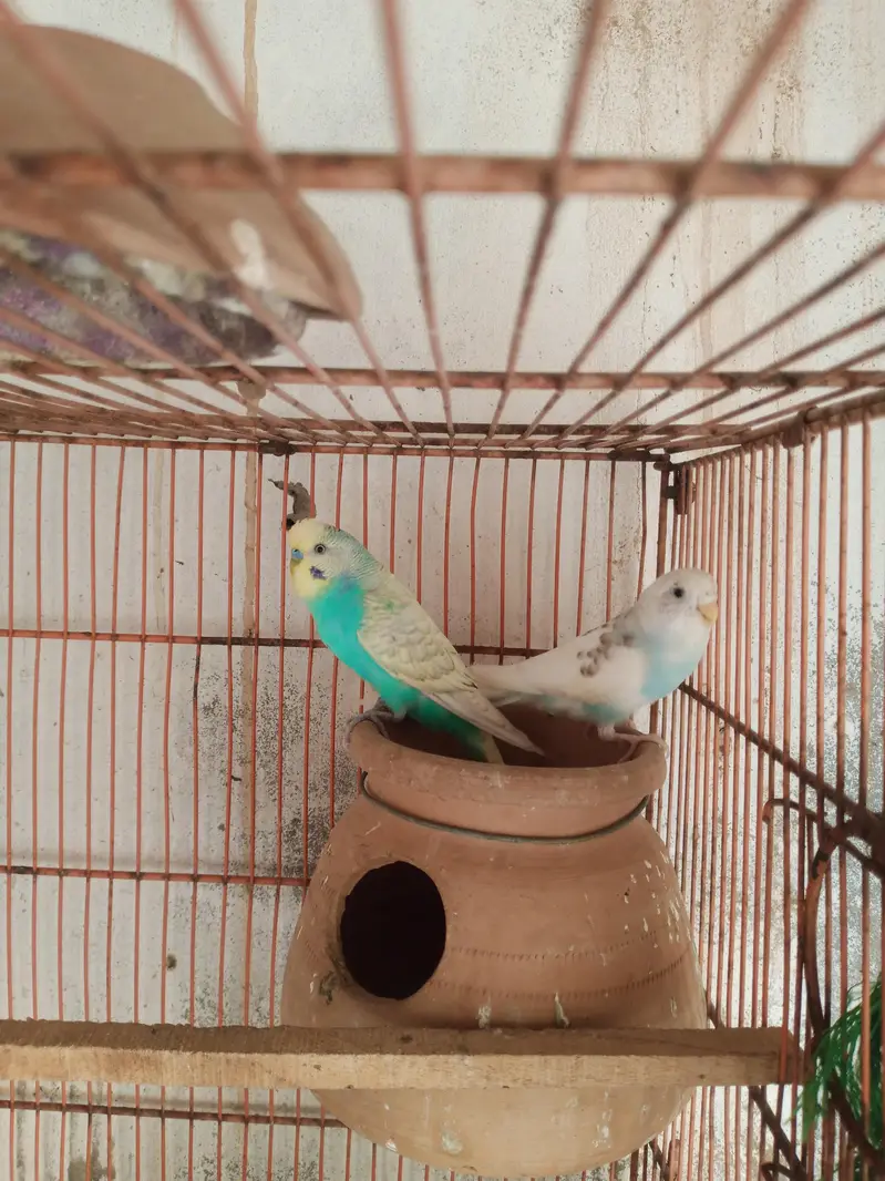 Australian Parrat Breader 3 pair for sale — photo 9