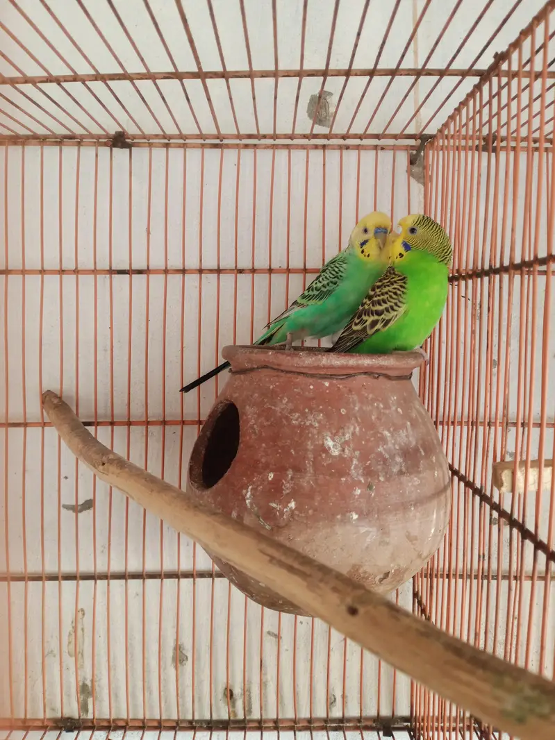 Australian Parrat Breader 3 pair for sale — photo 10