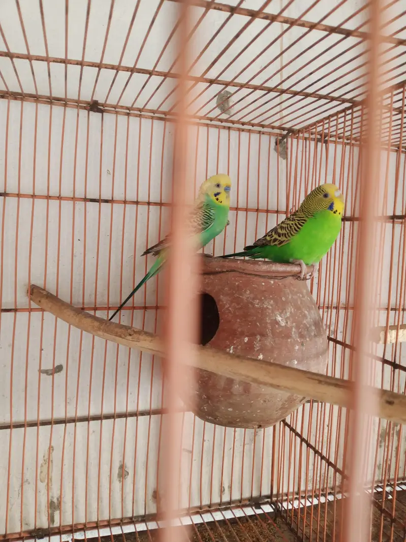 Australian Parrat Breader 3 pair for sale — photo 11