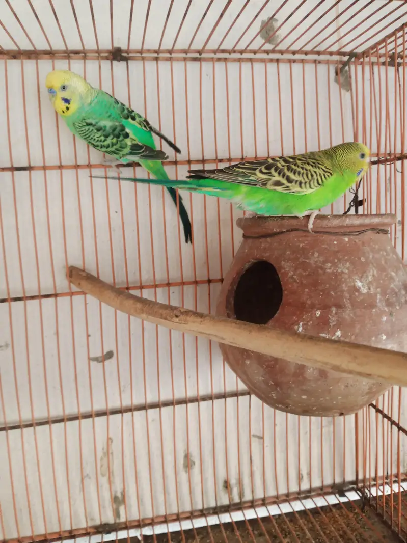 Australian Parrat Breader 3 pair for sale — photo 12