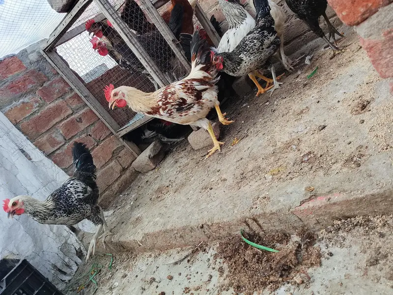 Mashallah Gar KY phaly Murgy sale — photo 2