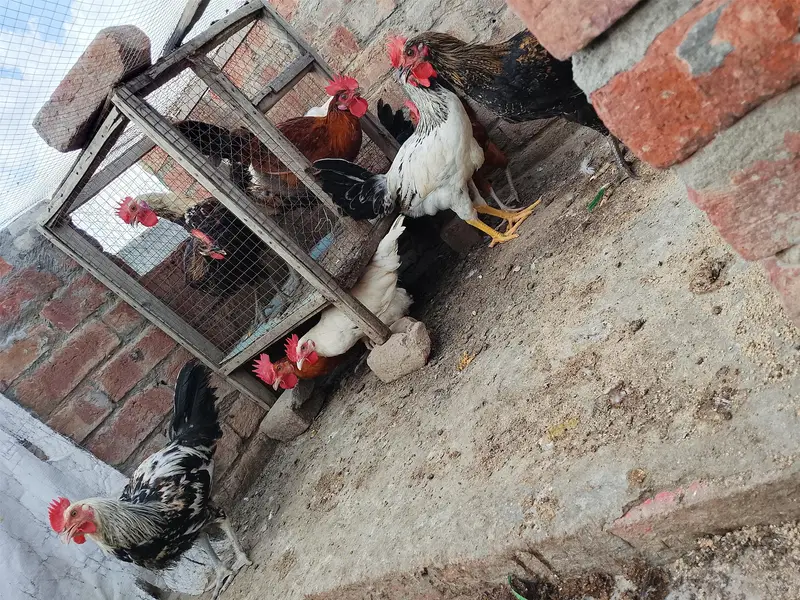 Mashallah Gar KY phaly Murgy sale — photo 4