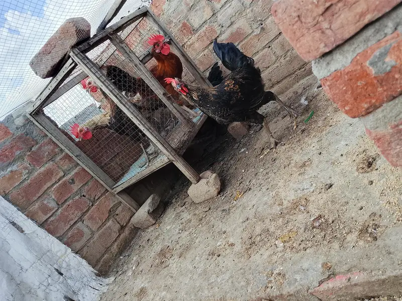 Mashallah Gar KY phaly Murgy sale — photo 5