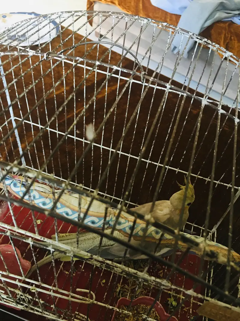 female breed cocktail — photo 3