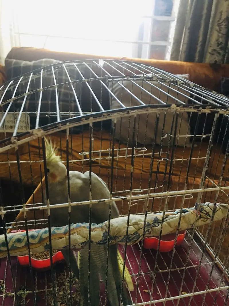 female breed cocktail — photo 4