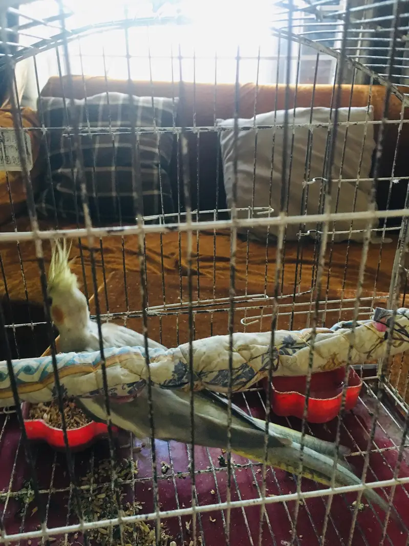 female breed cocktail — photo 5