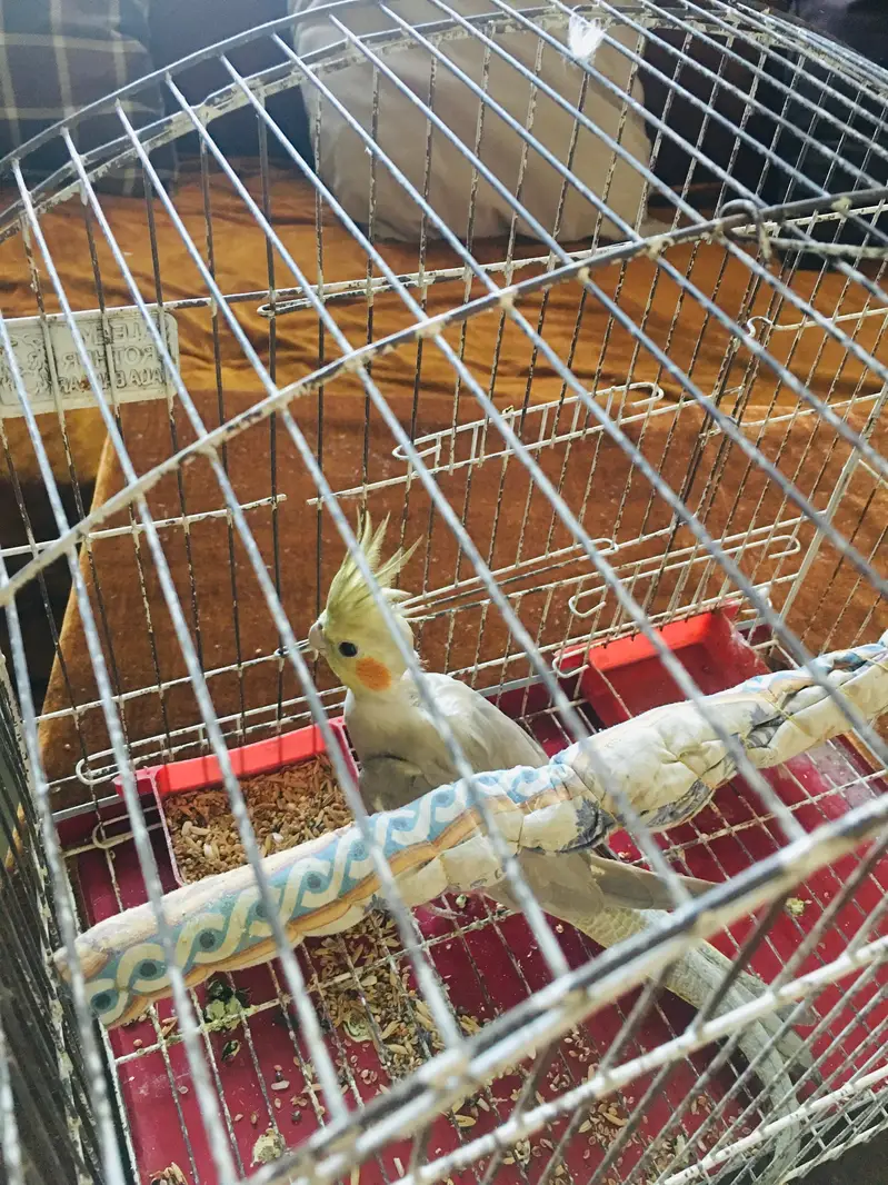 female breed cocktail — photo 6