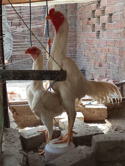 white shamo