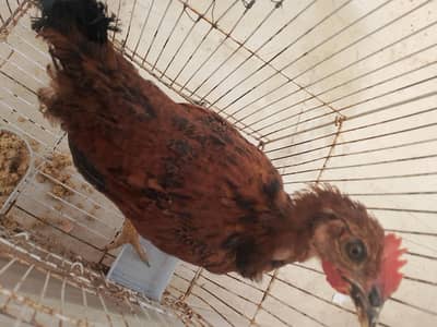 misri  chick for sale
