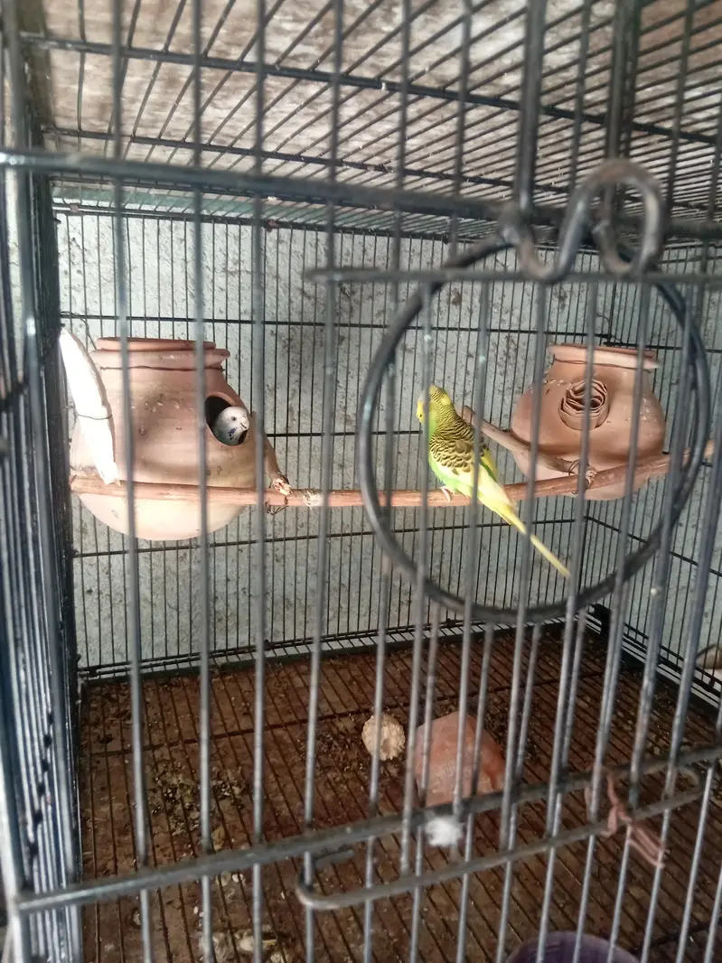 3 pair — photo 5
