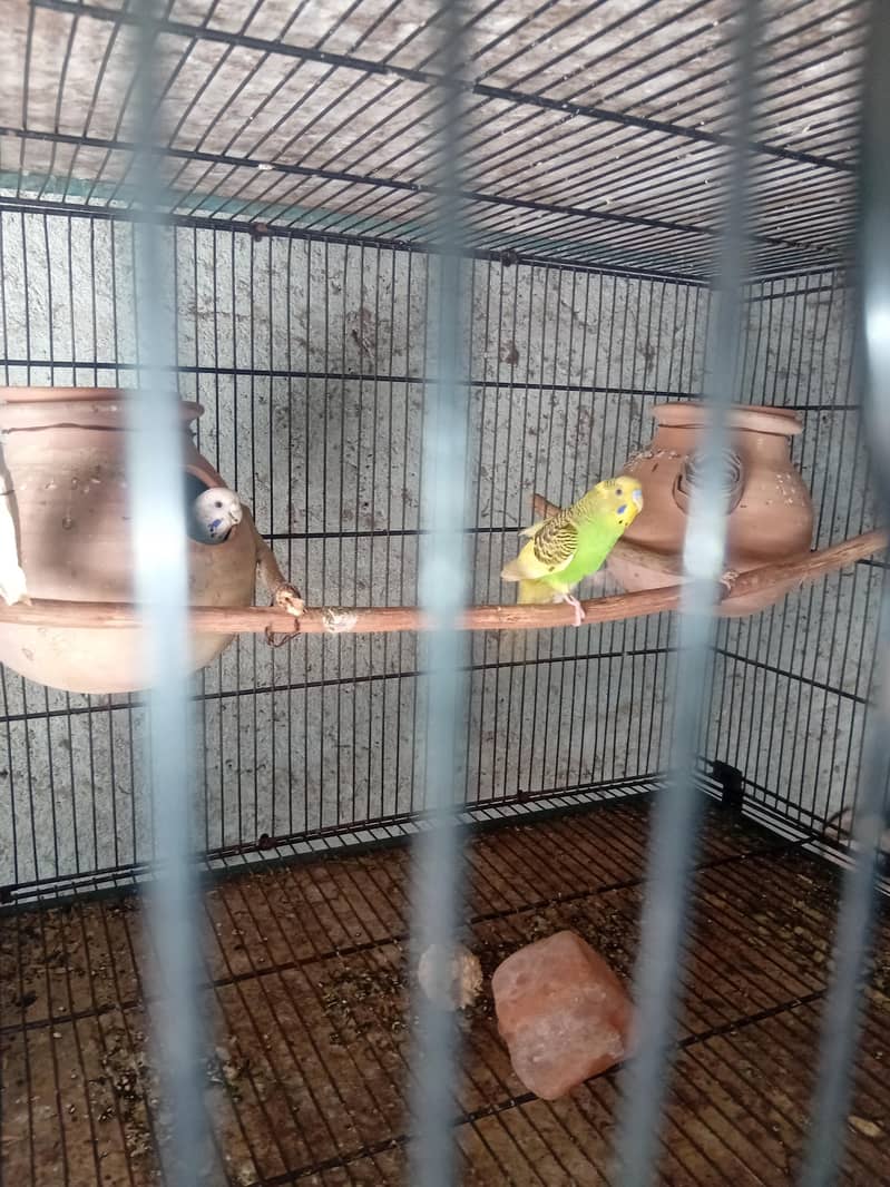 3 pair 6