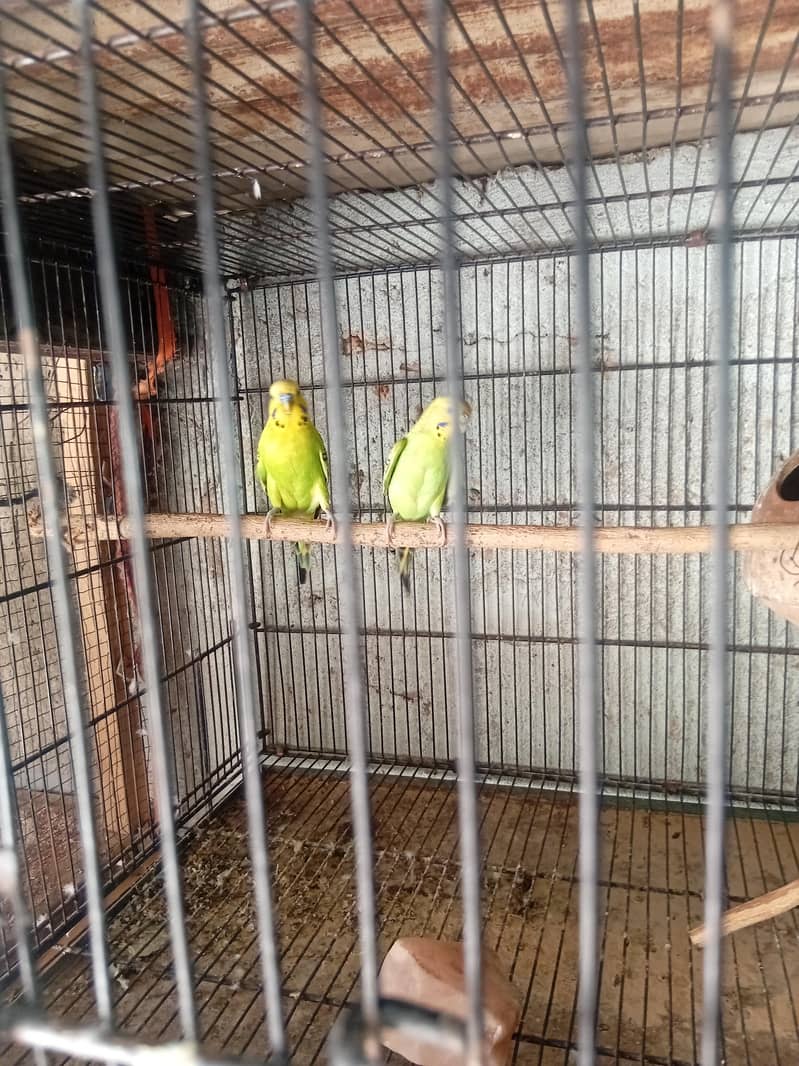 3 pair 8