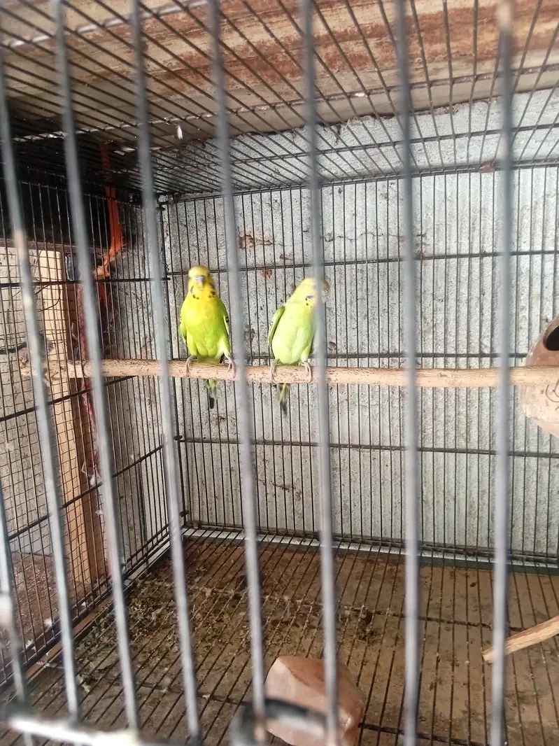 3 pair — photo 9