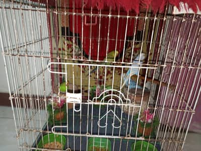 2  pair parots