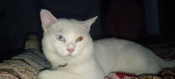Australian cat for sale