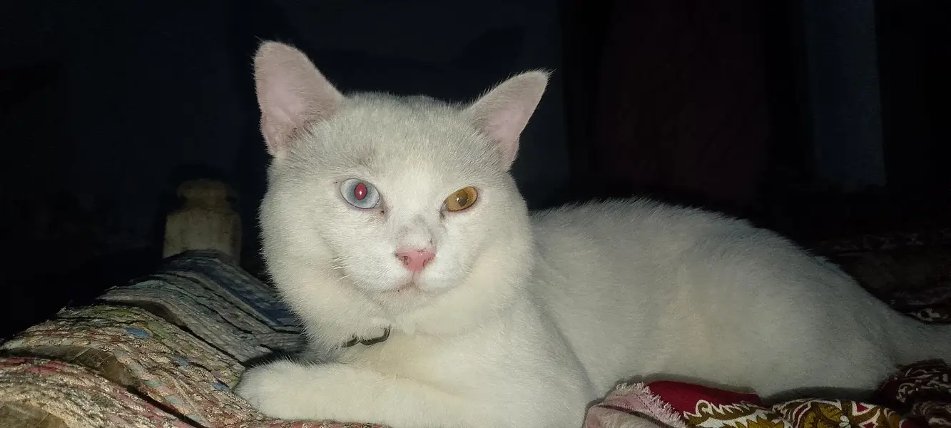 Australian cat for sale — photo 2