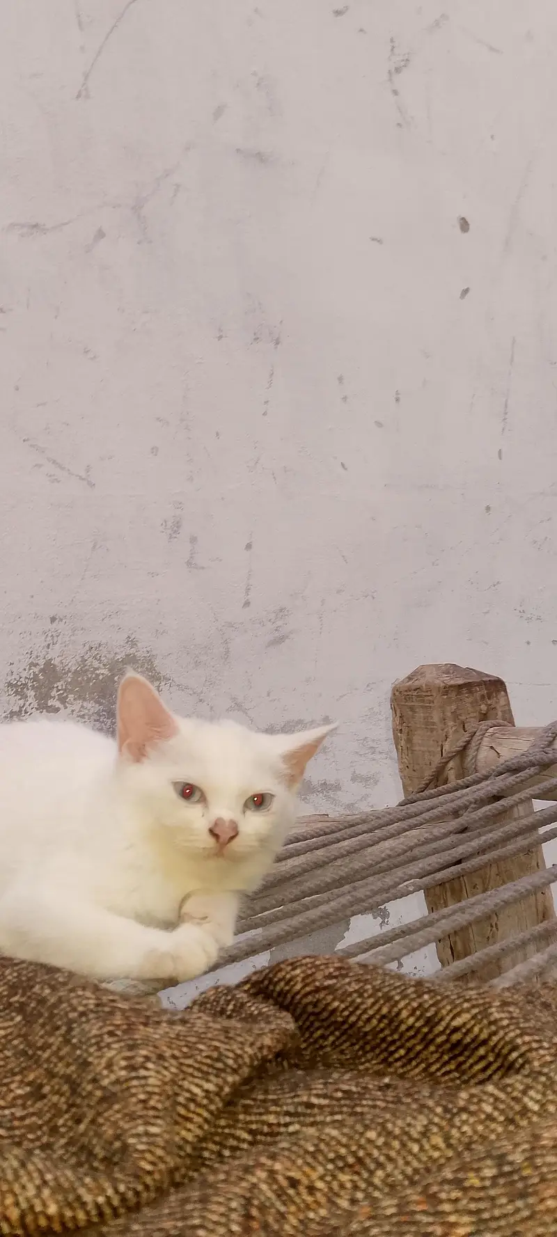 Australian cat for sale — photo 3