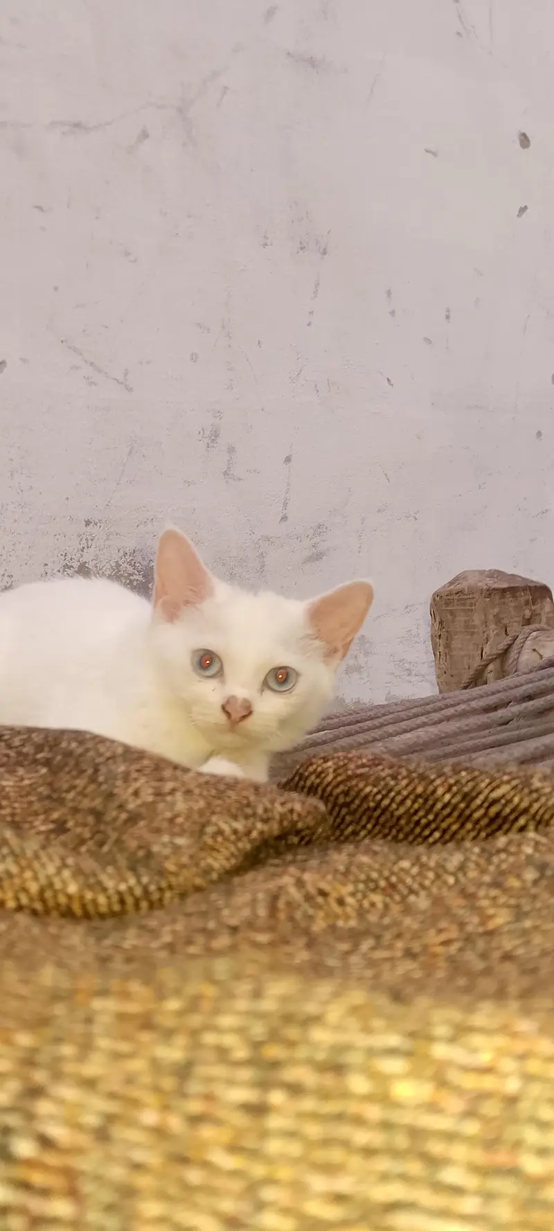 Australian cat for sale — photo 4