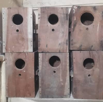 6 box kikar