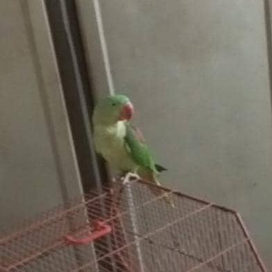 Alexandrine Parrot
