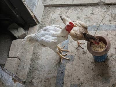 Shamo Pair | White Shamo Male | Shamo Female | OShamo